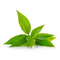 //ijrorwxhrkikll5q-static.ldycdn.com/cloud/ljBpjKnilqSRoioqljlkiq/best-green-tea-leaf-essential-oil-Chinaplantoil-fengzuoil-60-60.jpg