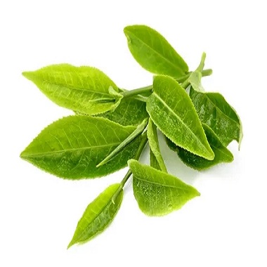 Introduction de l'huile essentielle du thé vert