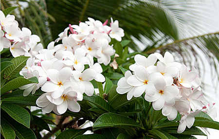 Qu'est-ce que l'huile de fleur de magnolia fabriquée sauvage?