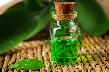 Examen rapide de l'huile de thé vert divers avantages